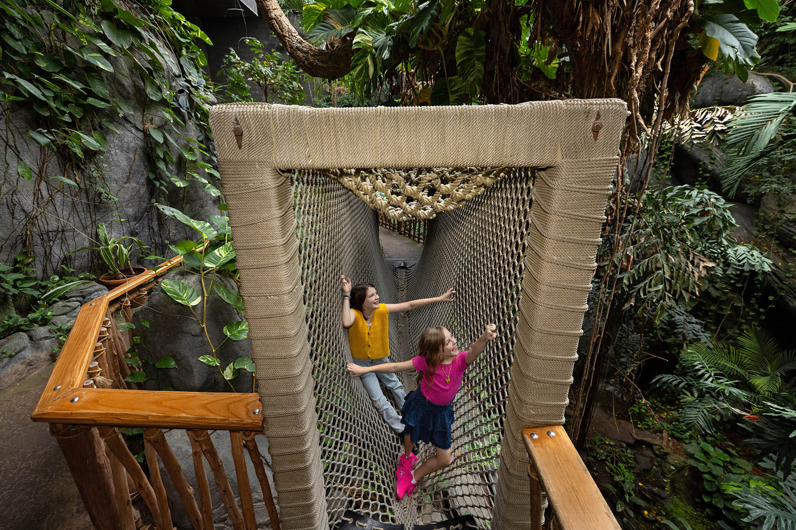 Rainforest rope bridge